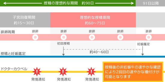 的確な授精期間のグラフ